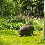 Frolundegaard *