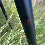 Frolundegaard Camping *
