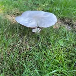 Frolundegaard *