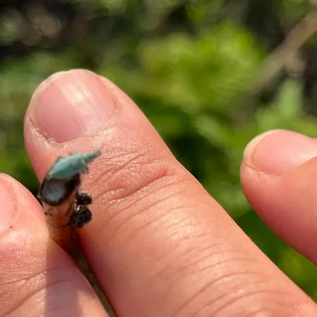 Frolundegaard * Korsør