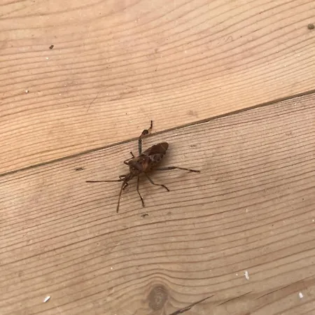 Frolundegaard Korsør