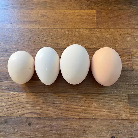 Camping Frolundegaard *