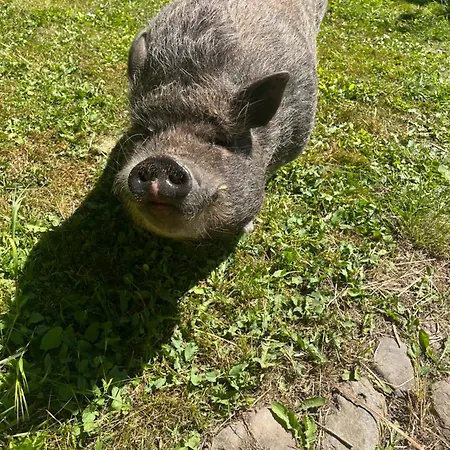 Camping Frolundegaard *