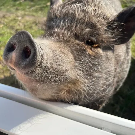 Frolundegaard Kemp *