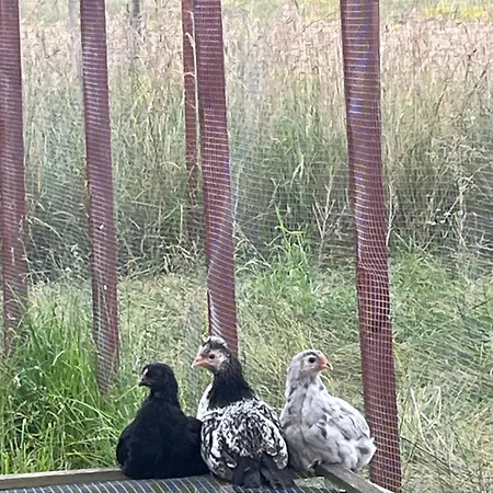 Kemp Frolundegaard *