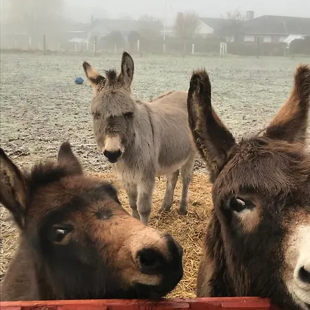 Kemp Frolundegaard Korsør