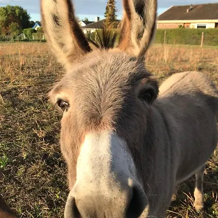 Frolundegaard Korsør