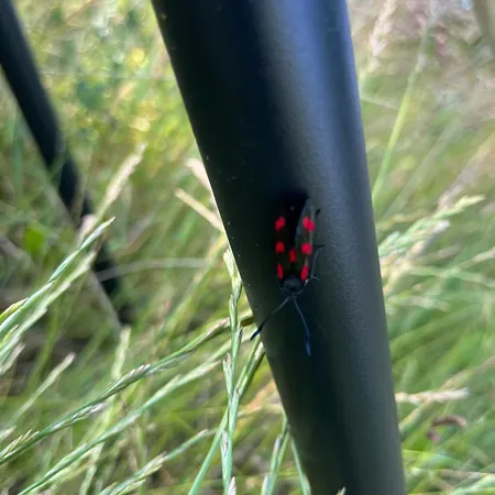 Frolundegaard Kemp *