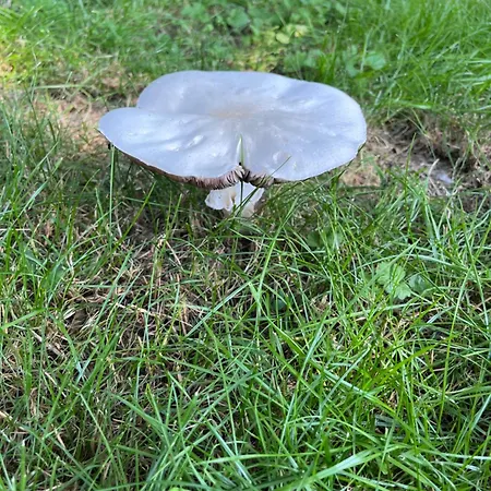 Frølundegaard *