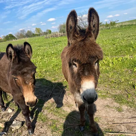 Frolundegaard Camping