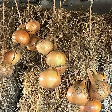 Camping Frolundegaard Korsør