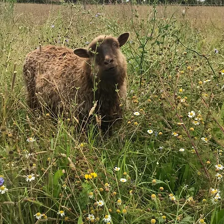 Camping Frolundegaard