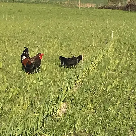 Frolundegaard * Korsør