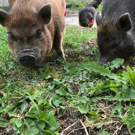 Frolundegaard Kemp *