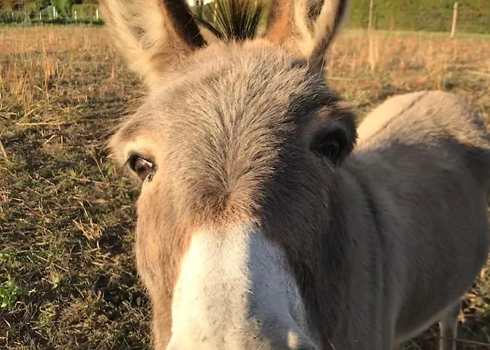 Frølundegaard Korsør
